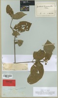 Isotype of Cyathula triuncinella Schinz [family AMARANTHACEAE]