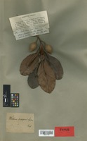 Isotype of Wallacea insignis Benth. & Hook. f. [family OCHNACEAE]