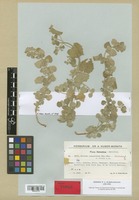 Holotype of Ballota inaequidens Hub.-Mor. & Patzak [family LABIATAE]