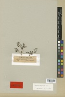 Isosyntype of Veronica campylopoda Boiss. [family SCROPHULARIACEAE]