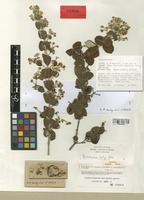 Isotype of Banisteriopsis harleyi B. Gates [family MALPIGHIACEAE]