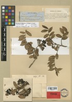 Isotype of Marcgravia oligandra Griseb. [family MARCGRAVIACEAE]