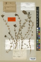 Syntype of Linaria anticaria Boiss. & Reut. [family SCROPHULARIACEAE]