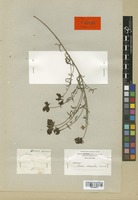 Type of Linaria melanantha Boiss. & Reut. [family SCROPHULARIACEAE]