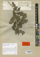 Syntype of Quercus lanuginosa Thuill. [family FAGACEAE]