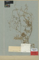 Holotype of Apium prostratum Vent. [family UMBELLIFERAE]