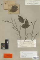 Isotype of Casearia praecox Griseb. [family FLACOURTIACEAE]