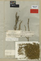 Isotype of Dendrophthora martinicensis Kuijt [family LORANTHACEAE]