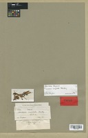 Isotype of Leucaena cuspidata Standl. [family LEGUMINOSAE]