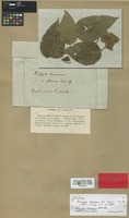 Isotype of Acalypha communis Müll. Arg. var. obscura Müll. Arg. [family EUPHORBIACEAE]