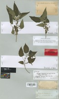 Isotype of Acalypha brasiliensis Müll. Arg. var. mollis Müll. Arg. [family EUPHORBIACEAE]