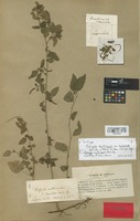 Syntype of Acalypha multicaulis Müll. Arg. var. tomentella Müll. Arg. [family EUPHORBIACEAE]