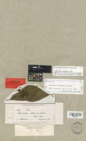 Isotype of Chimarrhis williamsii Standl. [family RUBIACEAE]