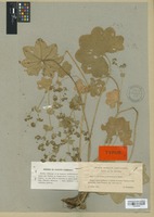 Type of Alchemilla subcrenata Buser [family ROSACEAE]