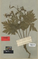 Isolectotype of Geranium reuteri Aedo & Muñoz Garm. [family GERANIACEAE]