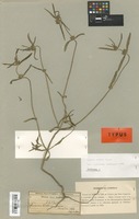 Syntype of Leucas bakeri Hiern [family LABIATAE]