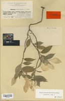 Isotype of Mussaenda kwangtungensis H. L. Li [family RUBIACEAE]