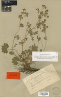 Type of Alchemilla micans Buser [family ROSACEAE]