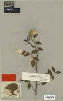 Isotype of Rubus pruinosus Zoll. & Moritzi [family ROSACEAE]
