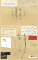Isotype of Hypocylix kerneri Wo¿. [family CHENOPODIACEAE]
