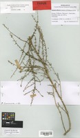 Isotype of Suaeda sibirica Lomon. & Freitag [family CHENOPODIACEAE]