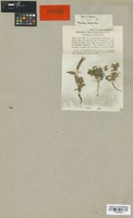 Isolectotype of Plantago albicans L. var. nana Boiss. [family PLANTAGINACEAE]