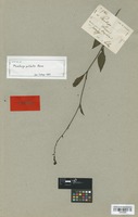 Isosyntype of Plumbago pulchella Boiss. [family PLUMBAGINACEAE]