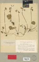 Isotype of Soldanella stiriaca F. K. Mey. [family PRIMULACEAE]