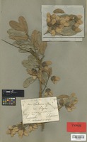 Syntype of Hymenocardia acida Tul. [family EUPHORBIACEAE]