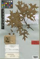 Holotype of Quercus coccinea Wangenh. var. rugelii A. DC. [family FAGACEAE]