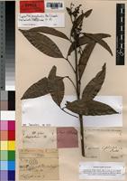 Nephelium bifoliolatum Thwaites [family SAPINDACEAE]