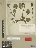 Type of Lophiocarpus guayanensis Chodat f. minor [family ALISMATACEAE]