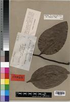 Isotype of Protea madiensis var. latifolia Engl. [family PROTEACEAE]