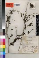 Type of Pavetta uniflora Bremek. [family RUBIACEAE]