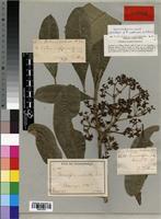 Paratype of Rauvolfia inebrians K. Schum. [family APOCYNACEAE]