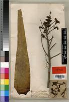 Aloe ruspoliana in Global Plants on JSTOR