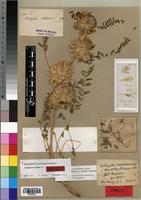Isotype of Astragalus narbonensis subsp. atlanticus Ball [family FABACEAE]