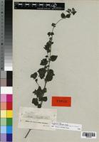Isolectotype of Droguetia ambigua Wedd. [family URTICACEAE]