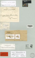 Holotype of Taraxacum atrosquamatum Soest [family COMPOSITAE]