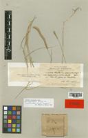Isotype of Hordeum compressum Hack. var. superatum [family POACEAE]
