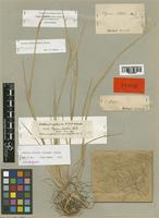 Lectotype of Elymus lechleri Steud. [family POACEAE]
