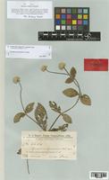 Gomphrena guaranitica Chodat [family AMARANTHACEAE]