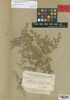 Guilleminea fragilis Pedersen [family AMARANTHACEAE]