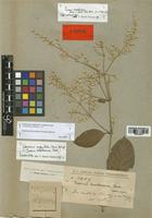 Iresine hassleriana Chodat [family AMARANTHACEAE]
