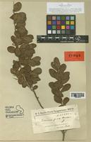 Schinus ferox Hassl. [family ANACARDIACEAE]