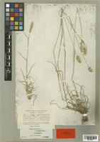 Dactylis glomerata (Bory) Boiss. var. juncinella [family POACEAE]
