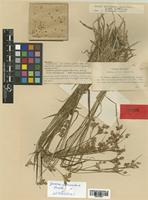 Juncus intermedius Thuill. [family JUNCACEAE]