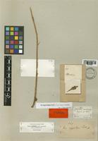 Aa argyrolepis Rchb. f. [family ORCHIDACEAE]