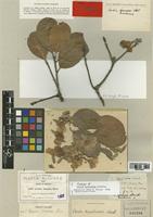 Cordia morelosana Standl. [family BORAGINACEAE]