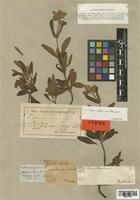 Cistus albanicus Heywood [family CISTACEAE]